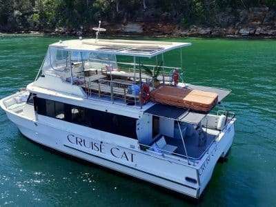 Cruise Cat