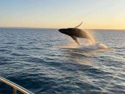 Whale watching at Exmouth 🐋