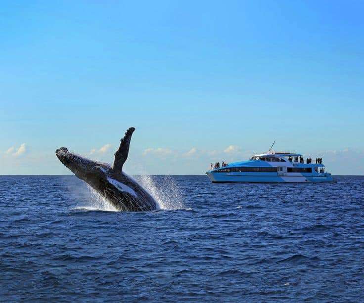 Early Bird Special 14 off】Whale Watching Cruise by Captain Cook Cruise Sydney