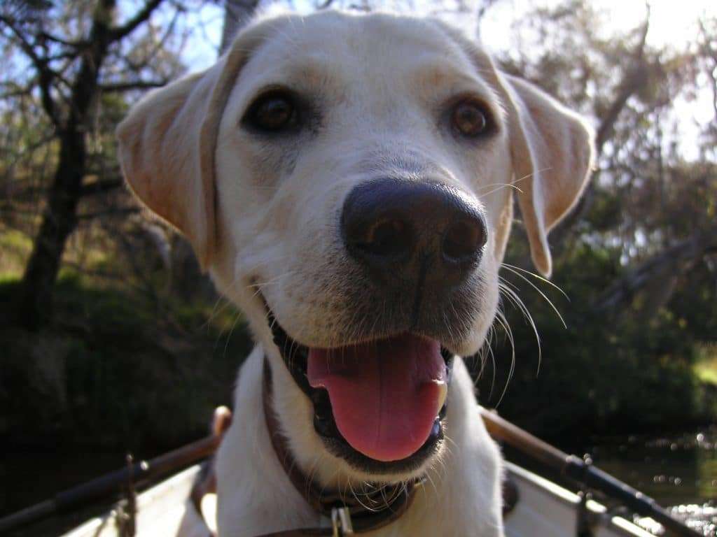 Pet-Friendly Self-Drive Boat Hire in Sydney: Bringing Your Furry Friend Along
