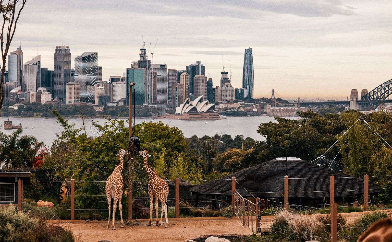 Resident giraffes at Taronga Zoo, Mosman in Sydney. - Boat Hire from Mosman Bay Wharf