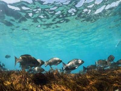 Marine life Sydney Harbour